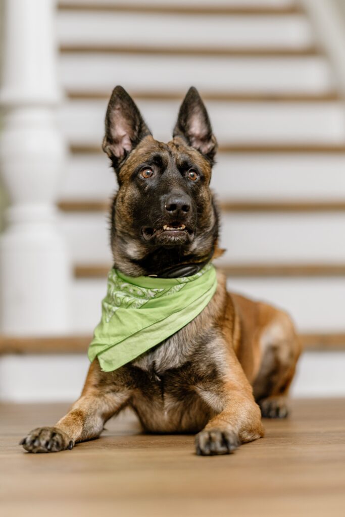 Ein Hund mit braunem Fell und grünem Halstuch liegt auf dem Boden vor einer Treppe.
